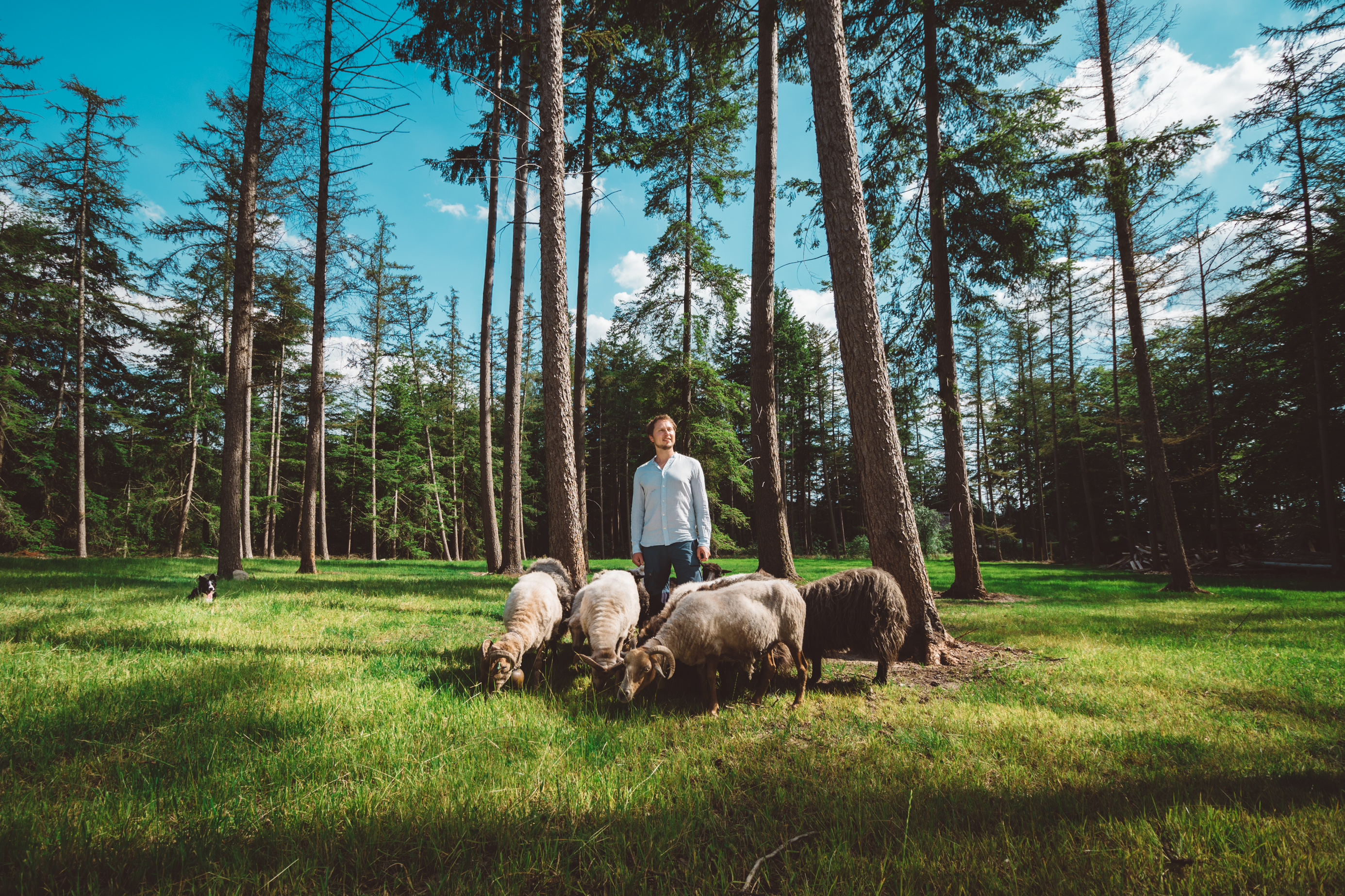 Herder Daniël staat trots tussen zijn een aantal van zijn schapen in de zon. De schapen grazen, een bordercollie ligt achter de kudde te wachten op zijn commando. 